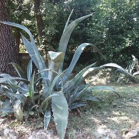 绿色花园公寓 *