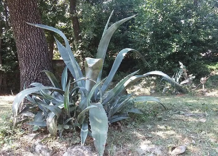 Garden *