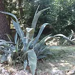 Garden *
