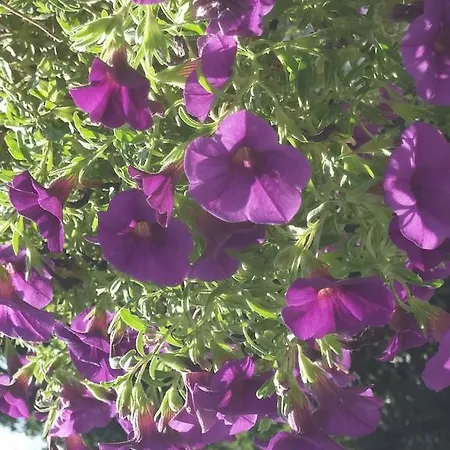 Garden Διαμέρισμα Οπατία